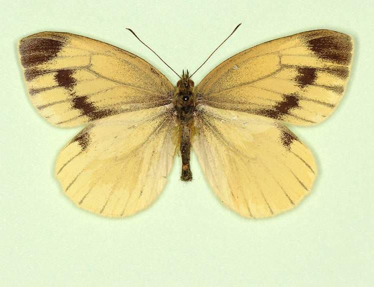 Pieris napi female (aberrant form citronea + confluens) (Internet Image property of respective owner, non-commercial use only)